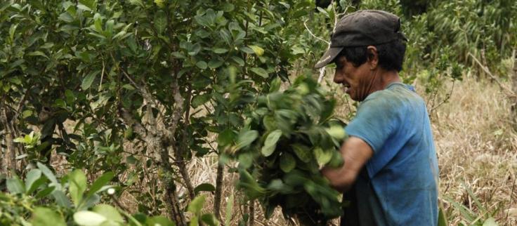 Productores yerbateros2