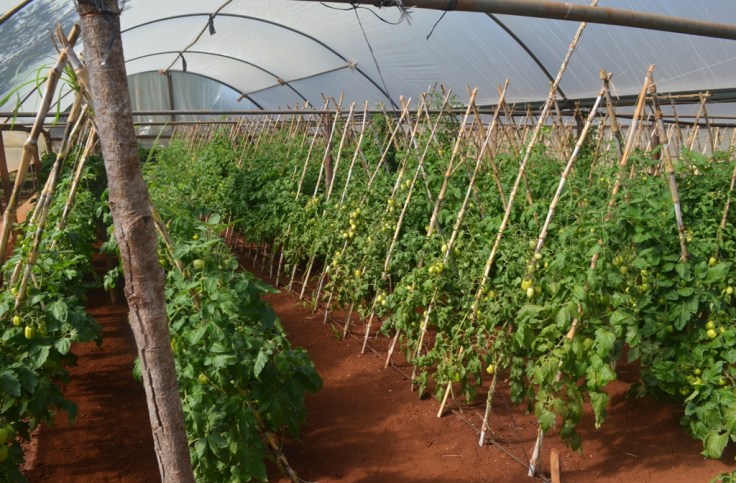 Producción de alimentos en Colonia Primavera de El Soberbio10
